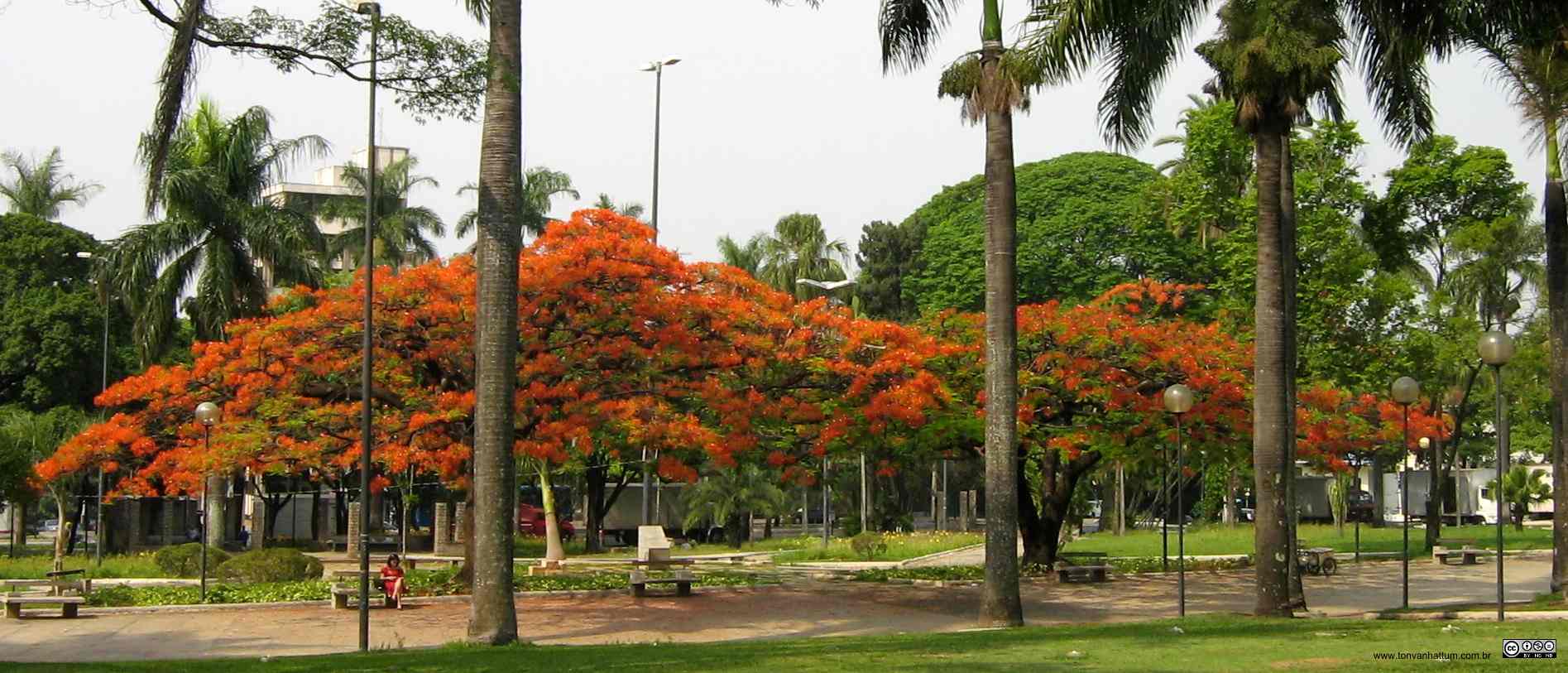 Picture of Red Tree on Square